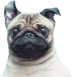 New Funny Post On Epic-humor - Pugs Png - Free Transparent PNG Download ...