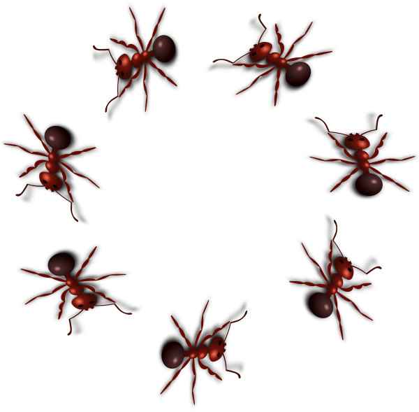 Ant Png Photo Ant Png Free Transparent Png Download Pngkey