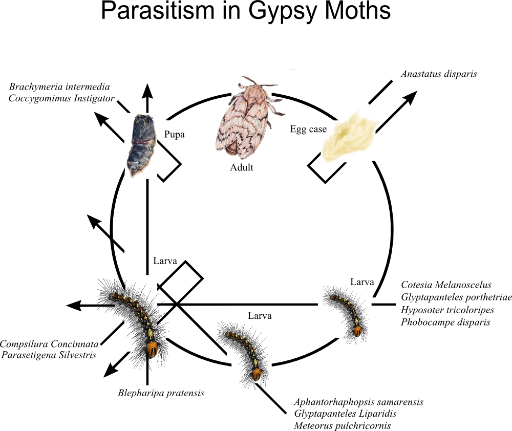 Download Parasitism In Gypsy Moths - Phases Of A Moth PNG Image with No ...