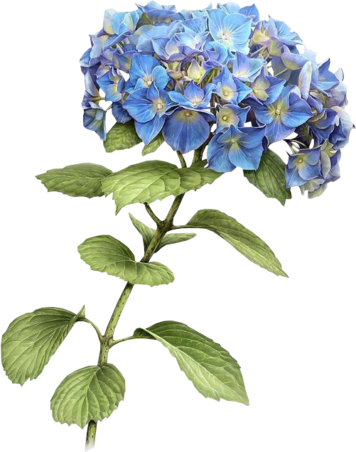 Download Report Abuse - Blue Hydrangea Drawing PNG Image with No ...