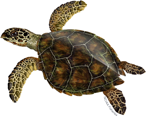 Hawksbill Sea Turtle Illustration - Hawksbill Sea Turtle - Free ...