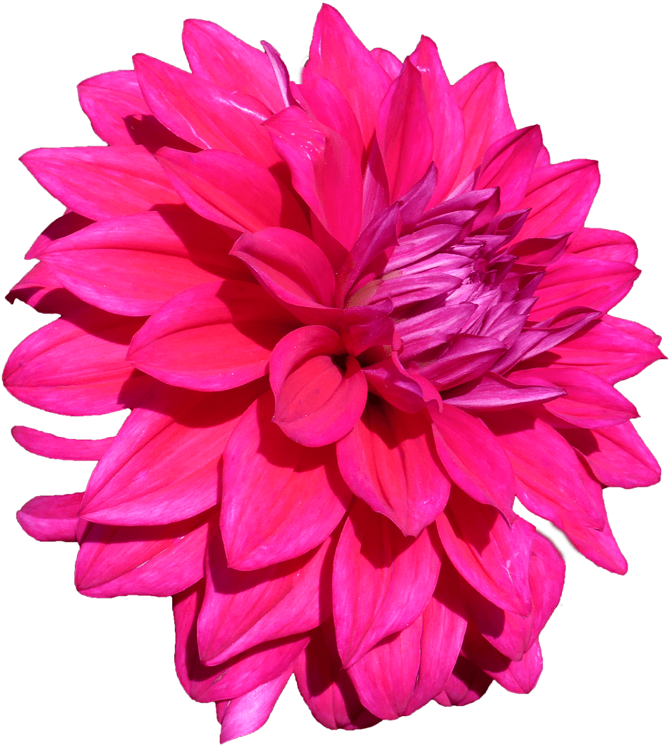 Download Dalia - Dalia Png PNG Image with No Background - PNGkey.com