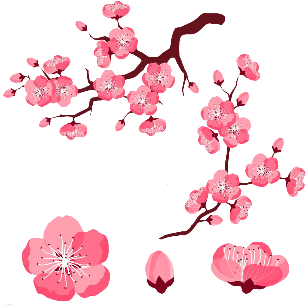 Download Cherry Blossom Petals Clipart 4 By Jared - Cherry Blossom ...