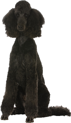 Download Beds, Collars And Accessories - Black Poodle Transparent PNG ...