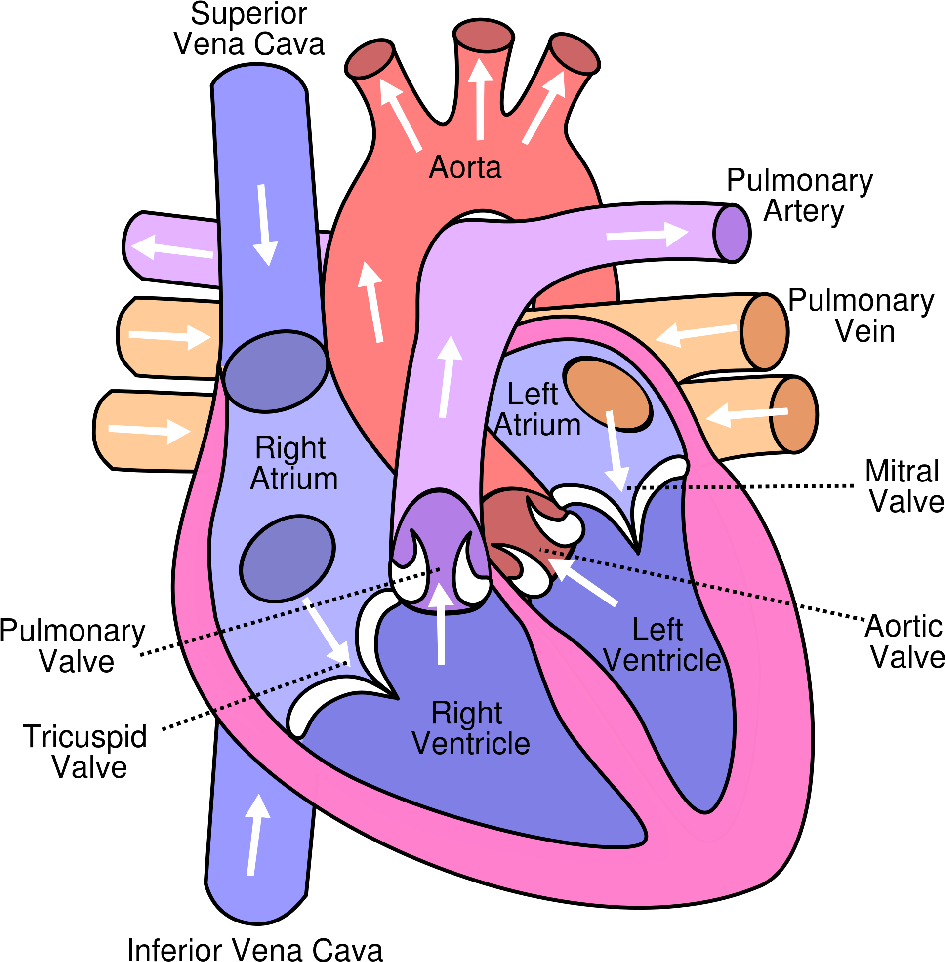 download-diagram-of-the-human-heart-diagram-of-the-heart-png-image