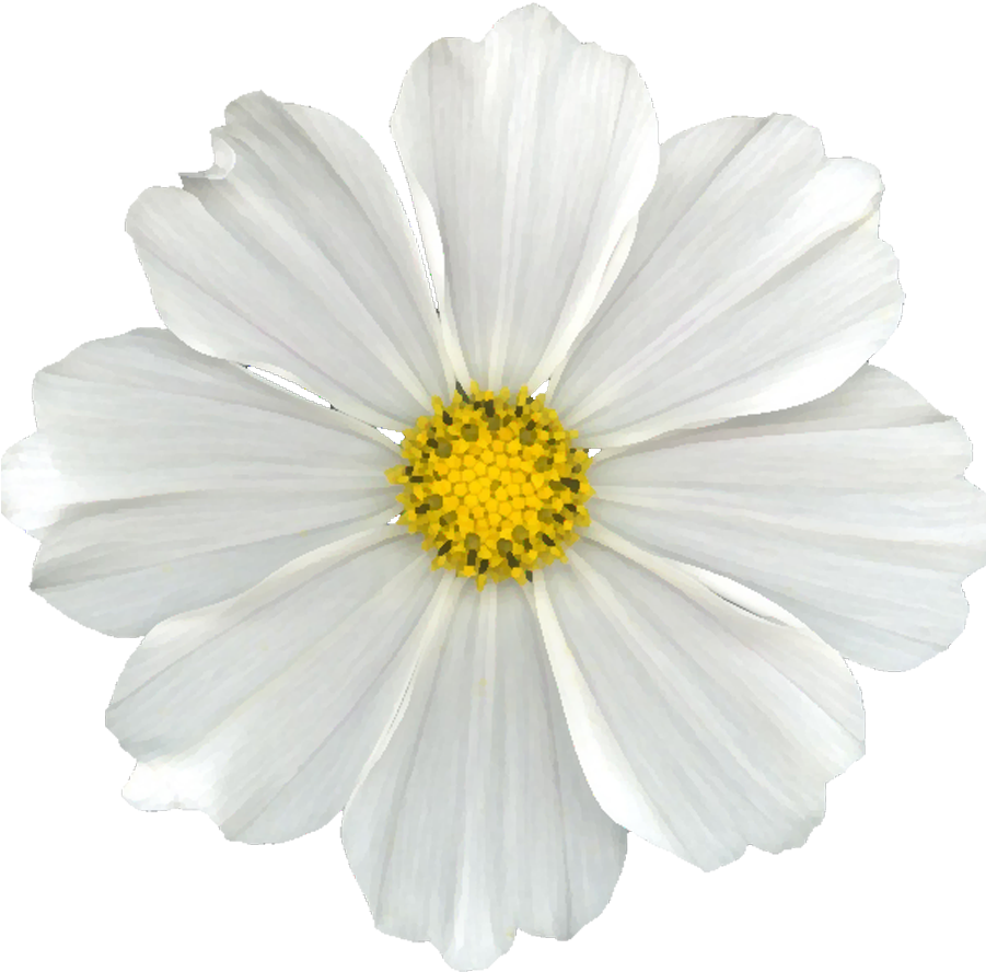 Download White Flower Png Clip Free Library - Daisy Flowers No Background  PNG Image with No Background 
