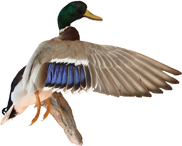 Download Mallard Duck Cartoon Png Image With No Backg - vrogue.co