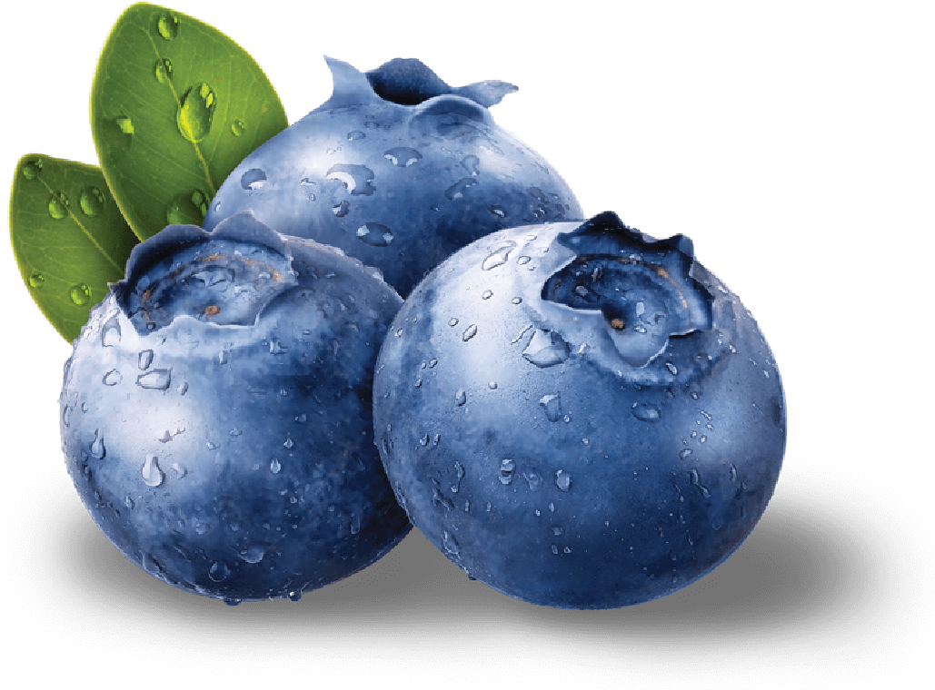 Blueberries Png Images Free Download Blueberries Png Free