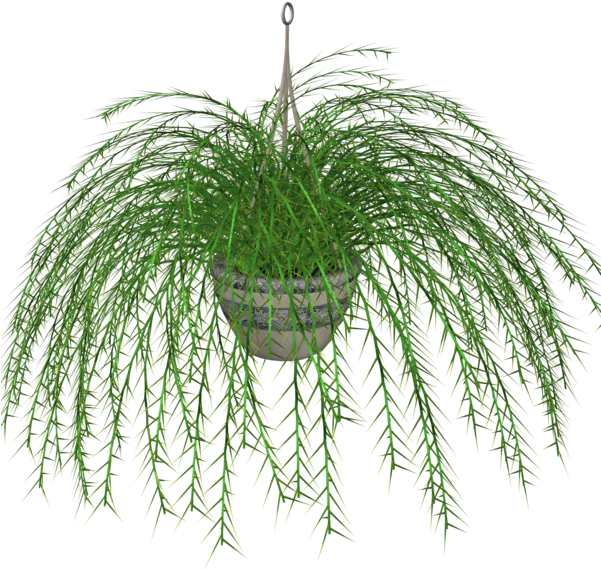 Download Hanging Fern Stock Plant By Madetobeunique On Deviantart Clip Art Png Image With No Background Pngkey Com