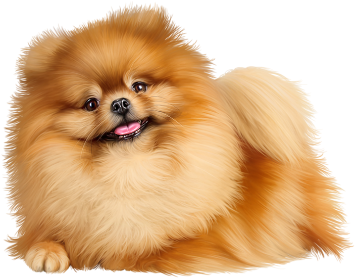 Download Pomeranian Png PNG Image with No Background - PNGkey.com