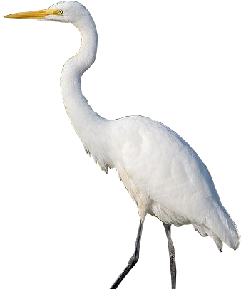 Download Zzgreategret7d - Heron In White Background PNG Image with No ...