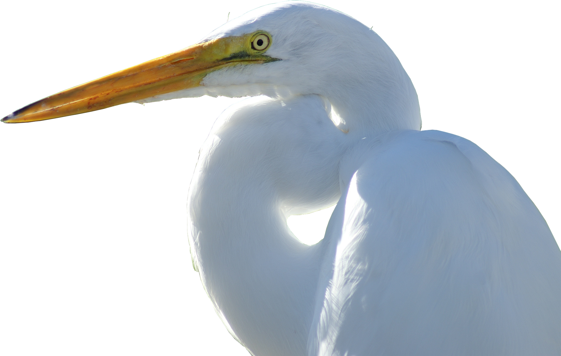 Crane - Transparent Snowy Egret - Free Transparent PNG Download - PNGkey