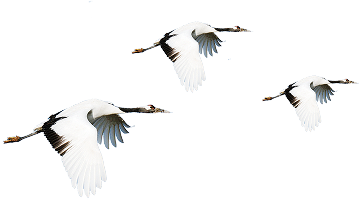 Vector Bird Crane - Cream Crane Crowned Crane - Free Transparent PNG ...