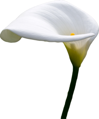Download Calla Lilly Psd Calla Lily Transparent Background Png Image With No Background Pngkey Com