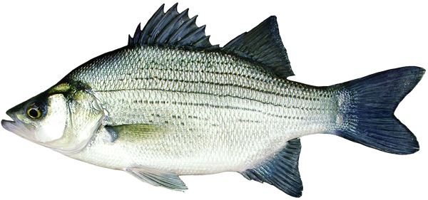 White Bass - Free Transparent PNG Download - PNGkey