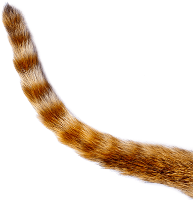 Get In Touch - Cat Tail Png - Free Transparent PNG Download - PNGkey