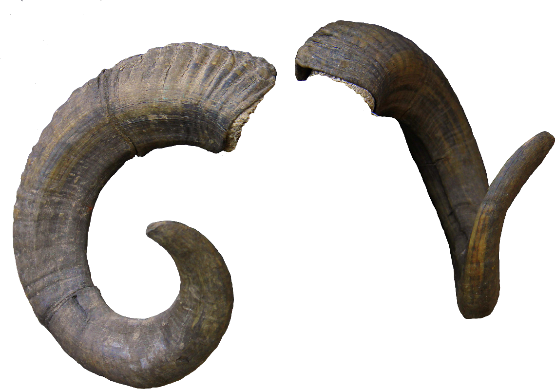 Sheep Horn Transprent Free - Ram Horns Transparent Background - Free