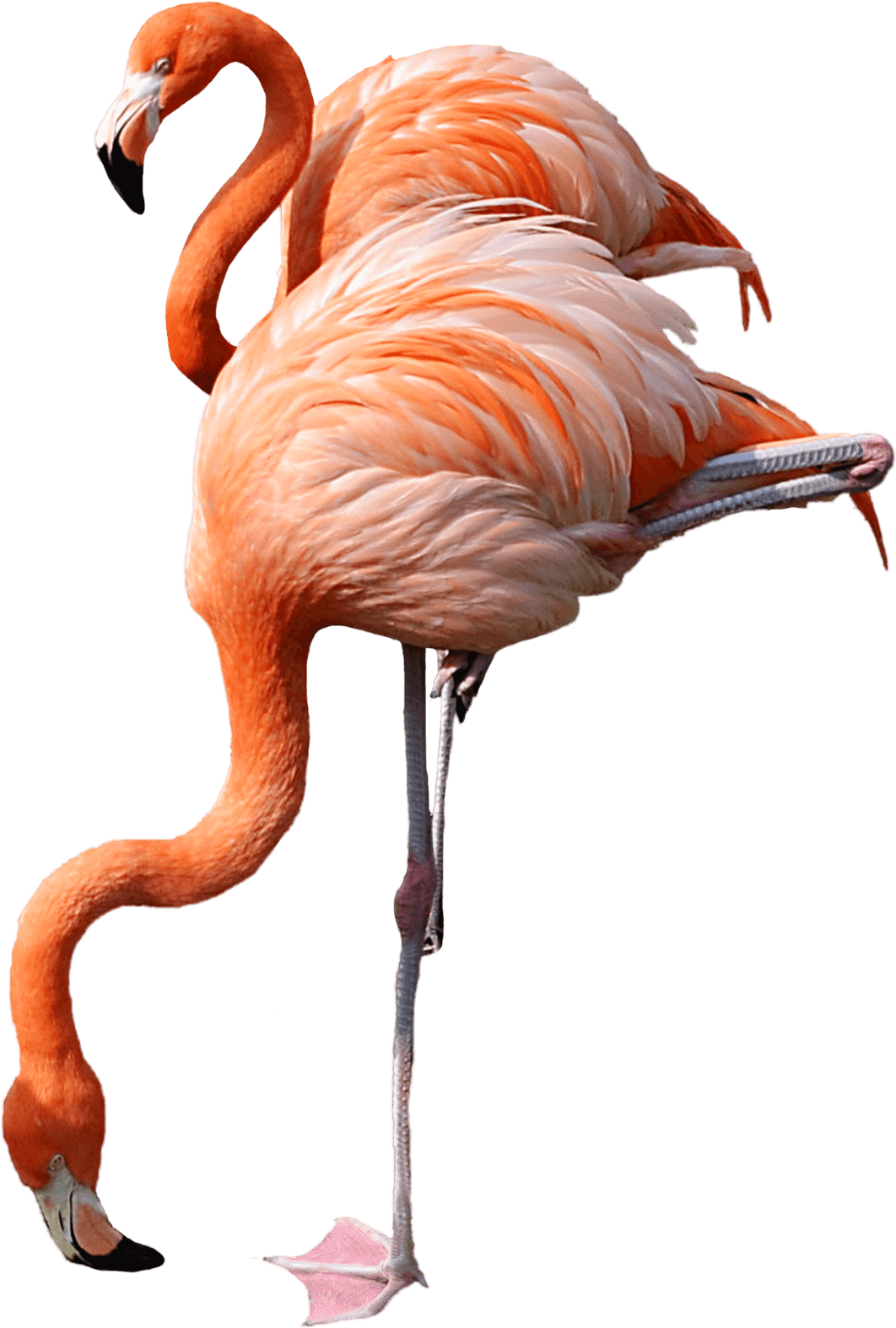 Flamingo Drinking - Flamingo Transparent (1600x2368), Png Download