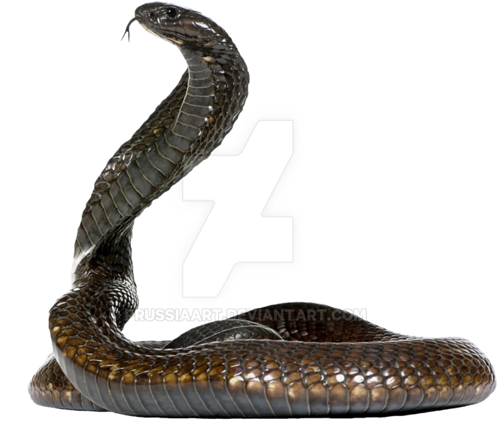 Download Cobra Snake On A Transparent Background By Prussiaart-dasxw4g ...