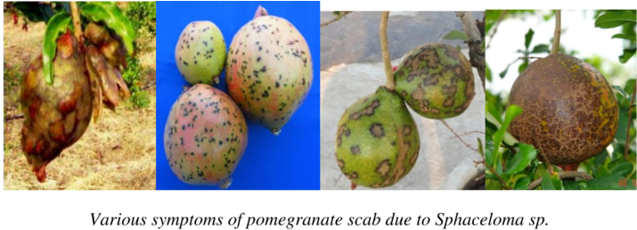 Fungal Leaf And Fruit Spots In Pomegranate - Pitaya (850x273), Png Download