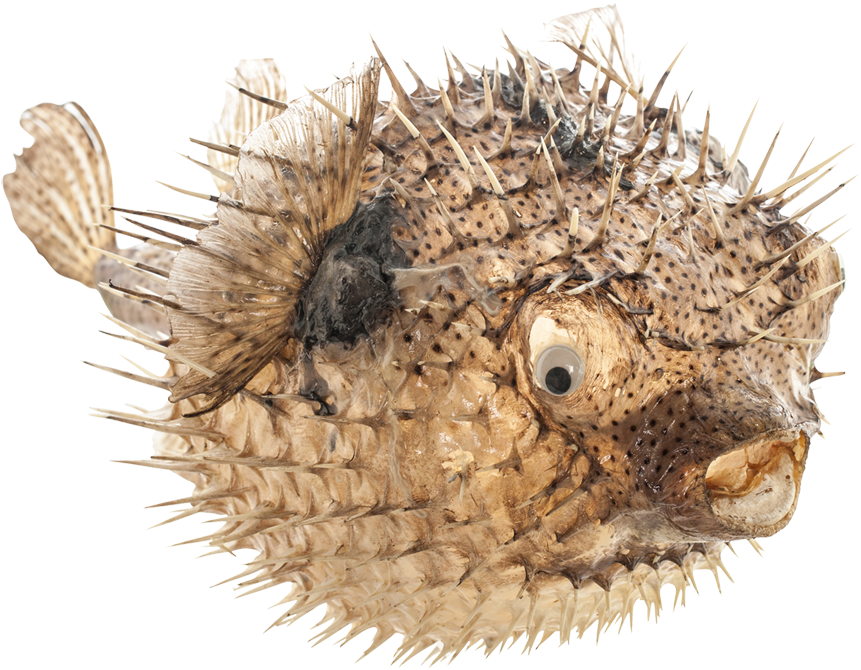 Download Porcupine Blowfish 19-21