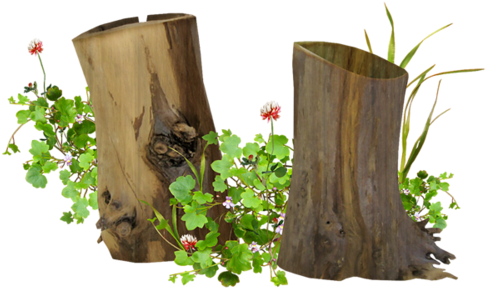 Download 2treestumps Dessin De Tronc D Arbre Png Image With No Background Pngkey Com