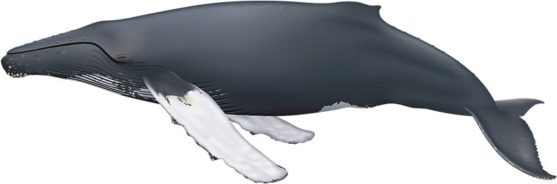 Humpback Whale - Humpback Whale Side View - Free Transparent PNG ...