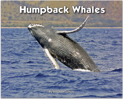 Do Humpback Whales Protect Other Animals - Free Transparent PNG ...