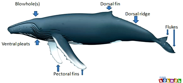 Humpback Whale Fins Achize Whale Blog - Humpback Whale Fins - Free ...