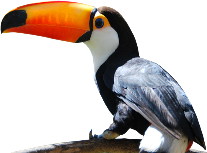 Download Toucan - Cataratas Iguazu Tucan Png PNG Image with No ...