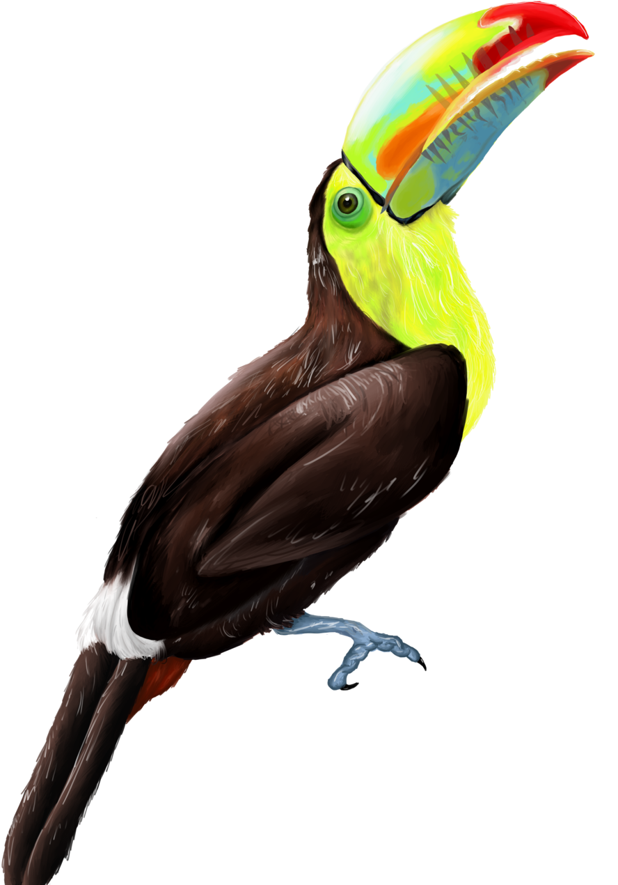 toucan png