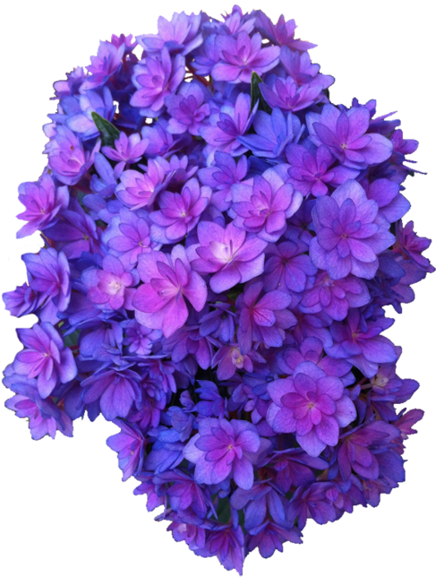 Download Purple Flowers Transparent - Dark Purple Flowers Transparent PNG  Image with No Background 