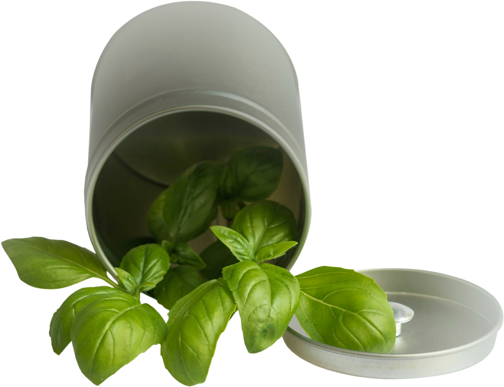 Free Png Basil Leaf Pot Png Images Transparent - Basil Transparent Png ...