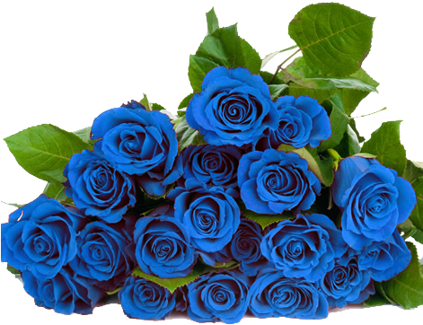 Download Blue Roses Png - Blue Roses Png Hd PNG Image with No ...