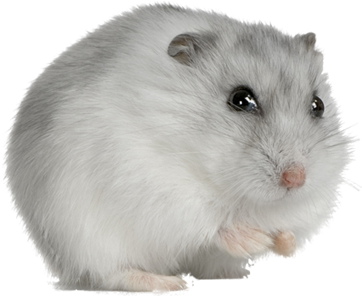 Download Hamster Winter White Hamster Png Image With No Background Pngkey Com