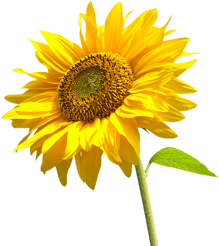 Download Girasol Giró A La Izquierda - Transparent Background Sunflower Png  PNG Image with No Background 