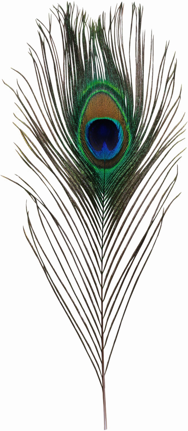 Download Peacock Feather Transparent Image - Png Krishna's Peacock Feathers  PNG Image with No Background 