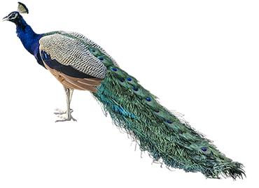 Peacock Feather Transparent Background Download - Nepal National Bird ...