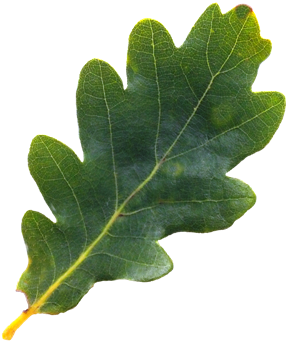 English Tree Leaf Png Pinterest - Oak Tree Leaf Png - Free Transparent ...