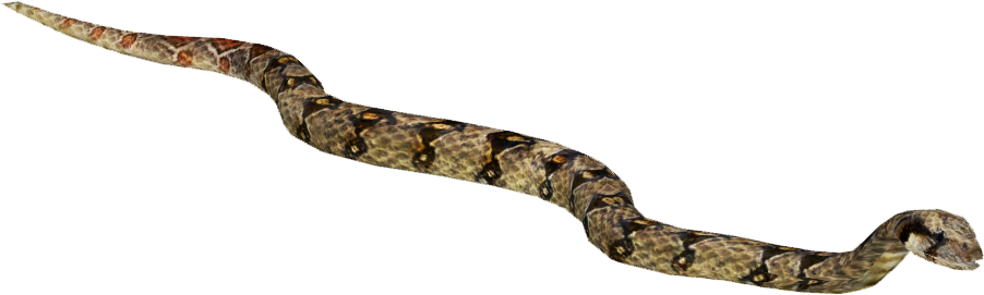 Red-tailed Boa - Constrictor Boa Zt2 - Free Transparent PNG Download ...