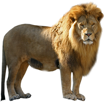 Download Lion Png Free Download - Pmln Lion Png PNG Image with No ...