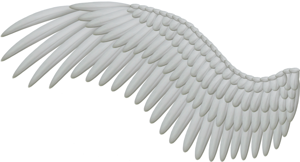 Download Wings Png - Bird Wings Png PNG Image with No Background -  