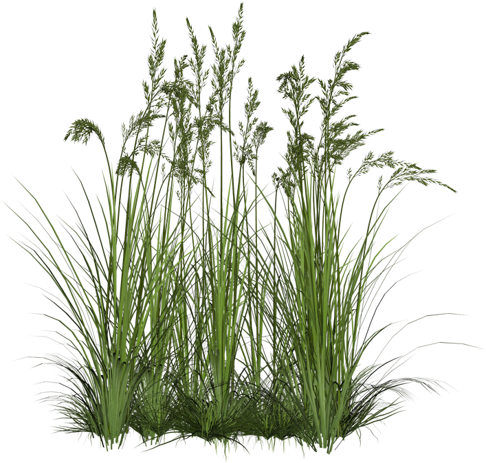 Download Download Grass Png Zip Download Grass Png Zip Download Transparent Background Plant Png Png Image With No Background Pngkey Com PSD Mockup Templates