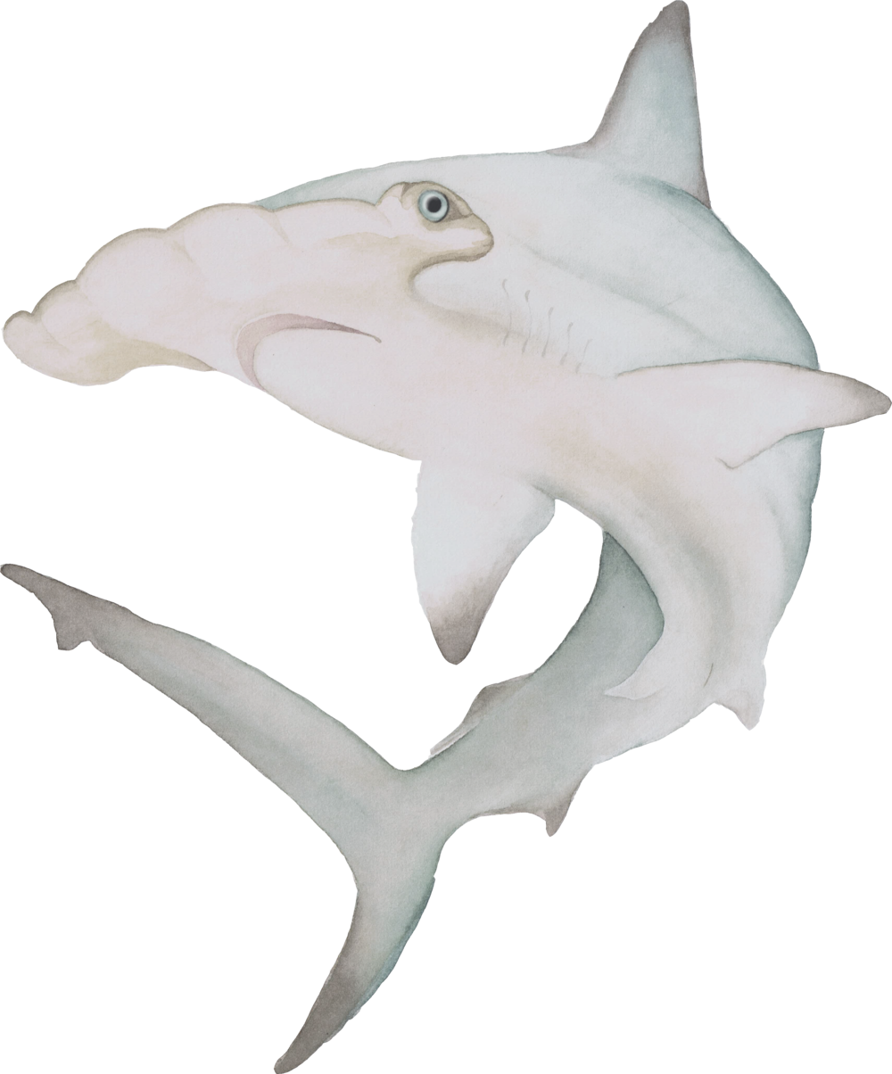 Download Watercolor Hammerhead Shark The Curious Wild Aoede Hammerhead Png Image With No Background Pngkey Com