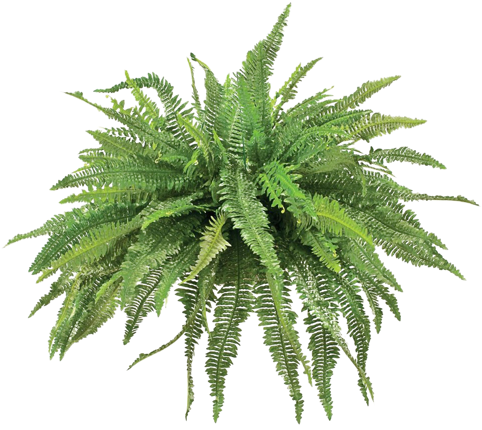 Download Transparent Fern Animated Picture Freeuse Stock - Transparent ...