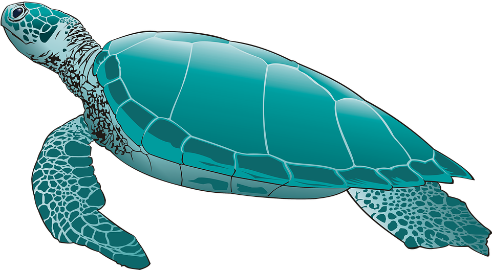 turtle silhouette png