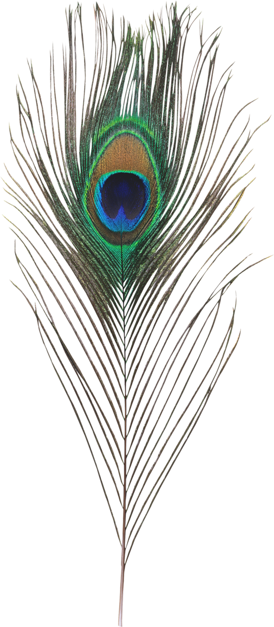 Download Single Peacock Feathers Png Hd - Generous Man: How Helping Others  PNG Image with No Background 