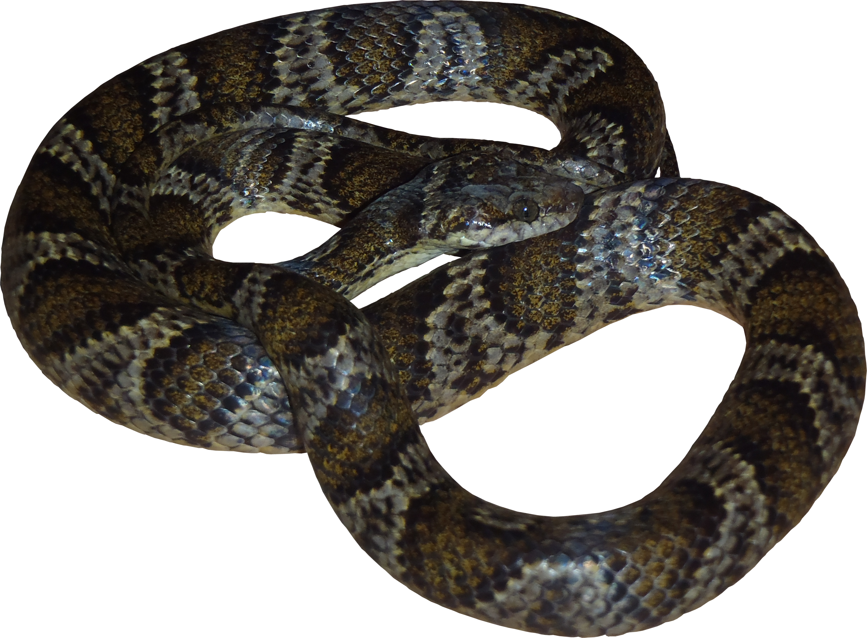Download Viper Snake Png Royalty Free Library - Snakes PNG Image with No  Background 