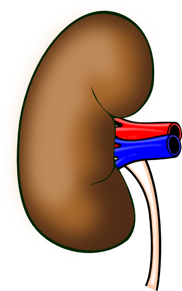 kidney clipart