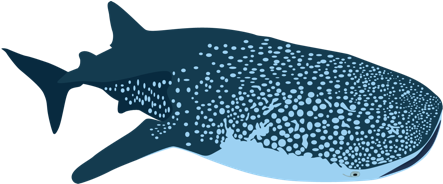 Download The Whale Shark - Imagenes De Tiburones Png PNG Image with No